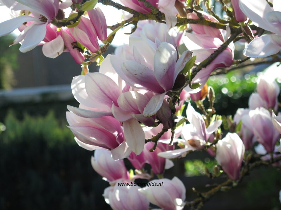 découvrez comment magnolia étend son offre de complémentaire santé pour mieux répondre à vos besoins de couverture médicale.