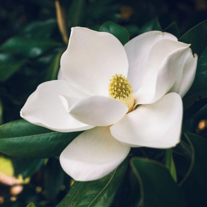 découvrez l'offre complémentaire santé de magnolia, conçue pour vous offrir une couverture optimale et des services adaptés à vos besoins de santé.